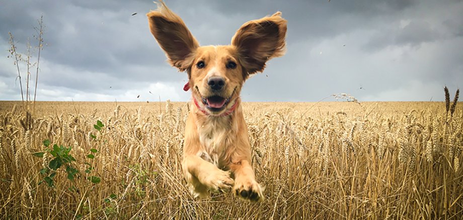 Golden Retriever läuft im Feld.