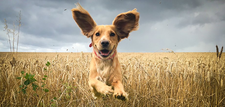 Golden Retriever läuft im Feld.