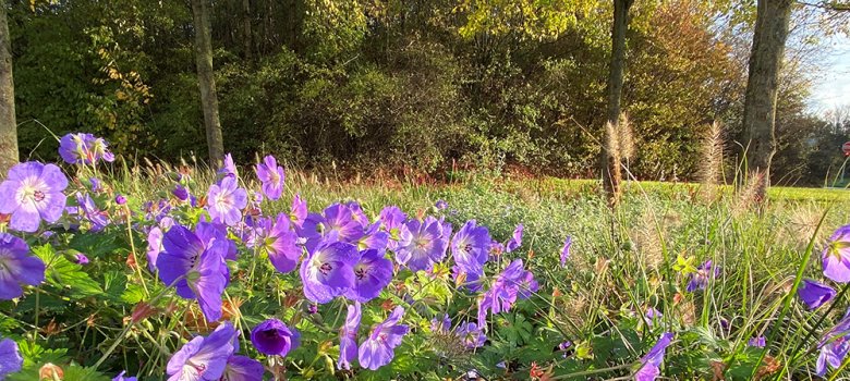 Wiese mit lila Blüten und blauem Himmel